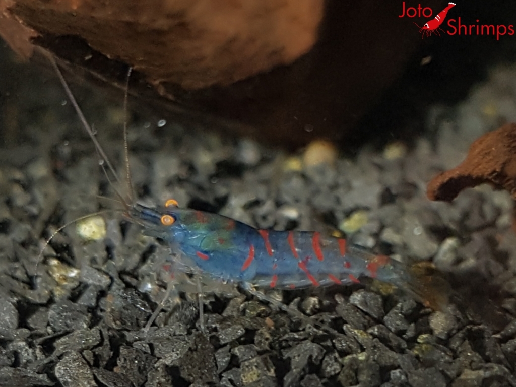 Rote Tiger OE Blue Body